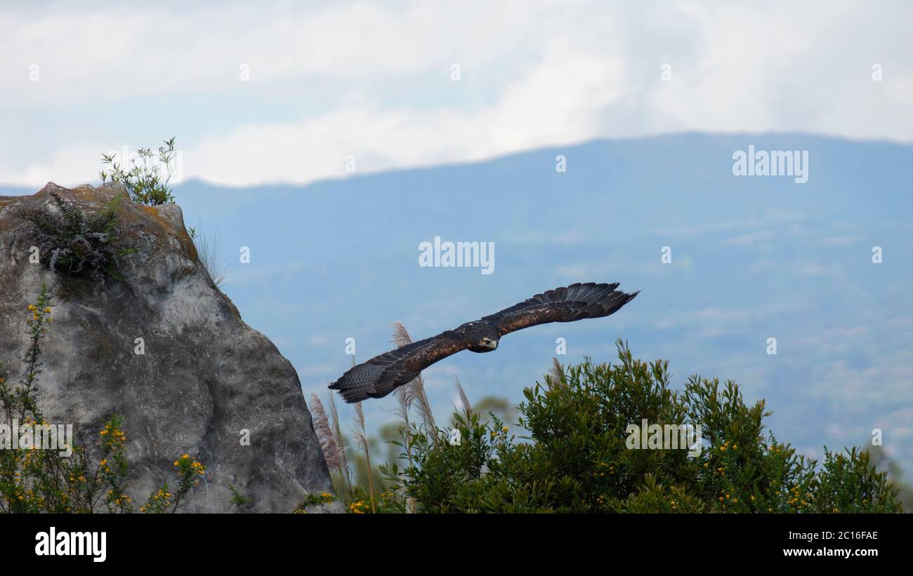 Harris Hawk vole bas sur des plantes vertes avec des fleurs jaunes sur fond de ciel nuageux. Nom scientifique: Parabuteo unicinctus Banque D'Images