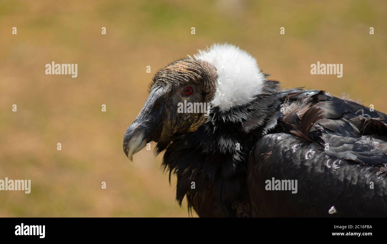 Approche de la tête d'une femelle condor andin vu en profil avec le fond des plantes hors foyer. Nom scientifique: Vultur gryphus Banque D'Images