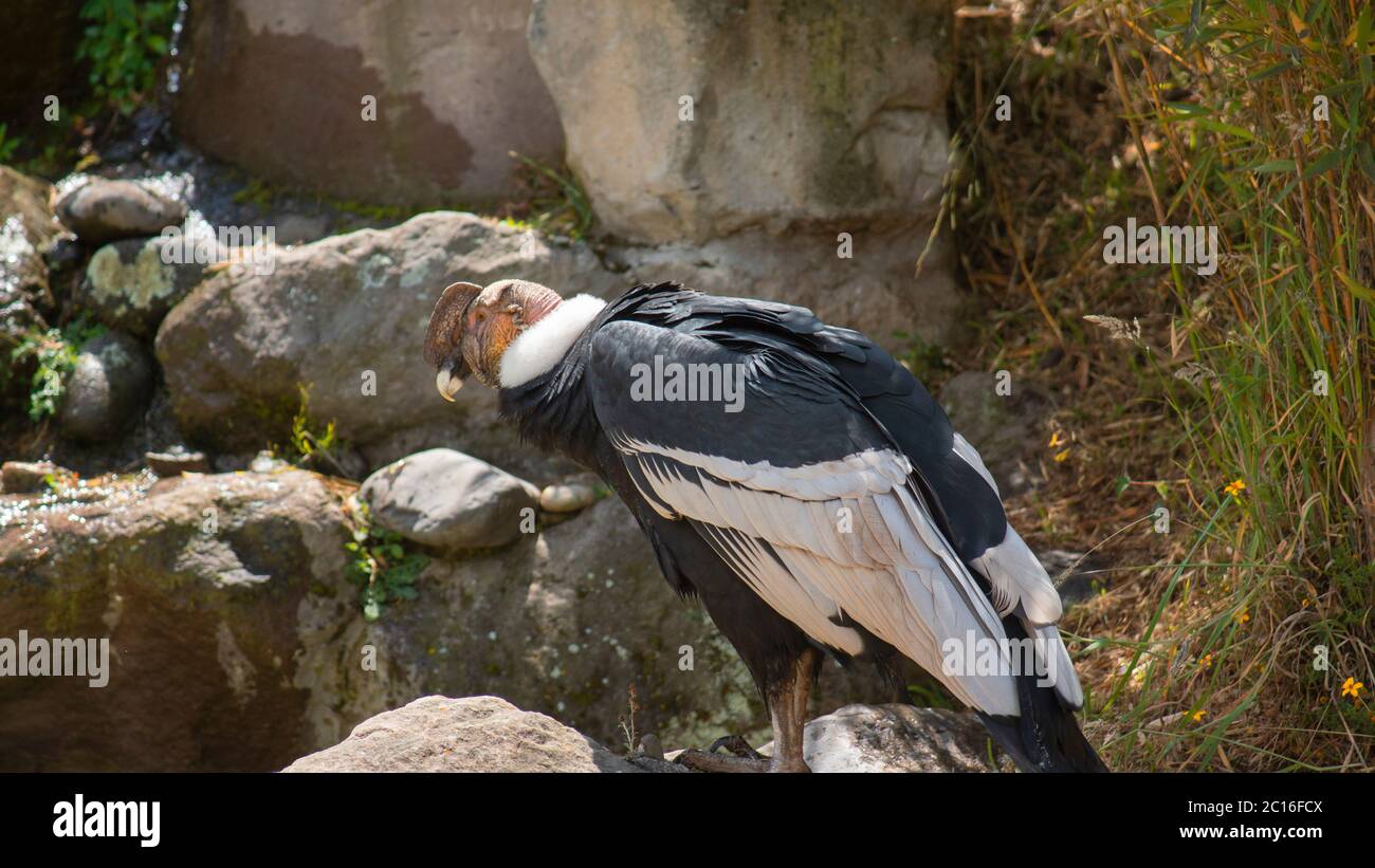 Condor andin vu en profil debout sur une pierre avec fond de plantes vertes et de pierres. Nom scientifique: Vultur gryphus Banque D'Images