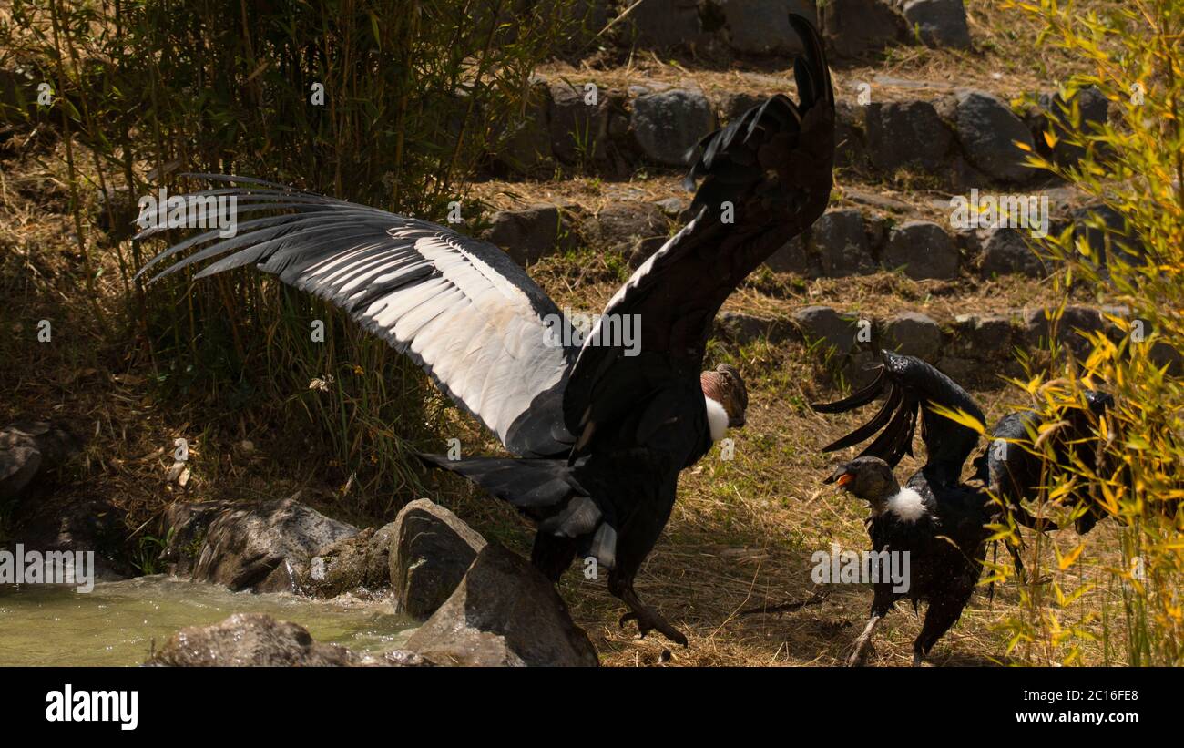 Paire de Condor andin mâles et femelles luttant avec des ailes étirées dans un champ avec des plantes vertes et des pierres. Nom scientifique: Vultur gryphus Banque D'Images