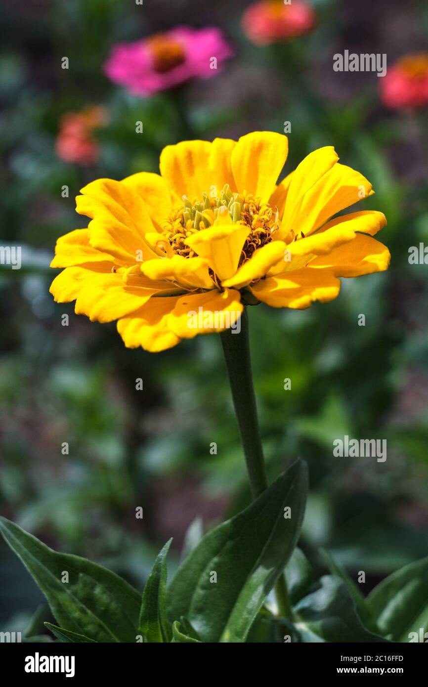 Fleur jaune Zinnia fleurit dans le jardin par une belle journée d'été Banque D'Images