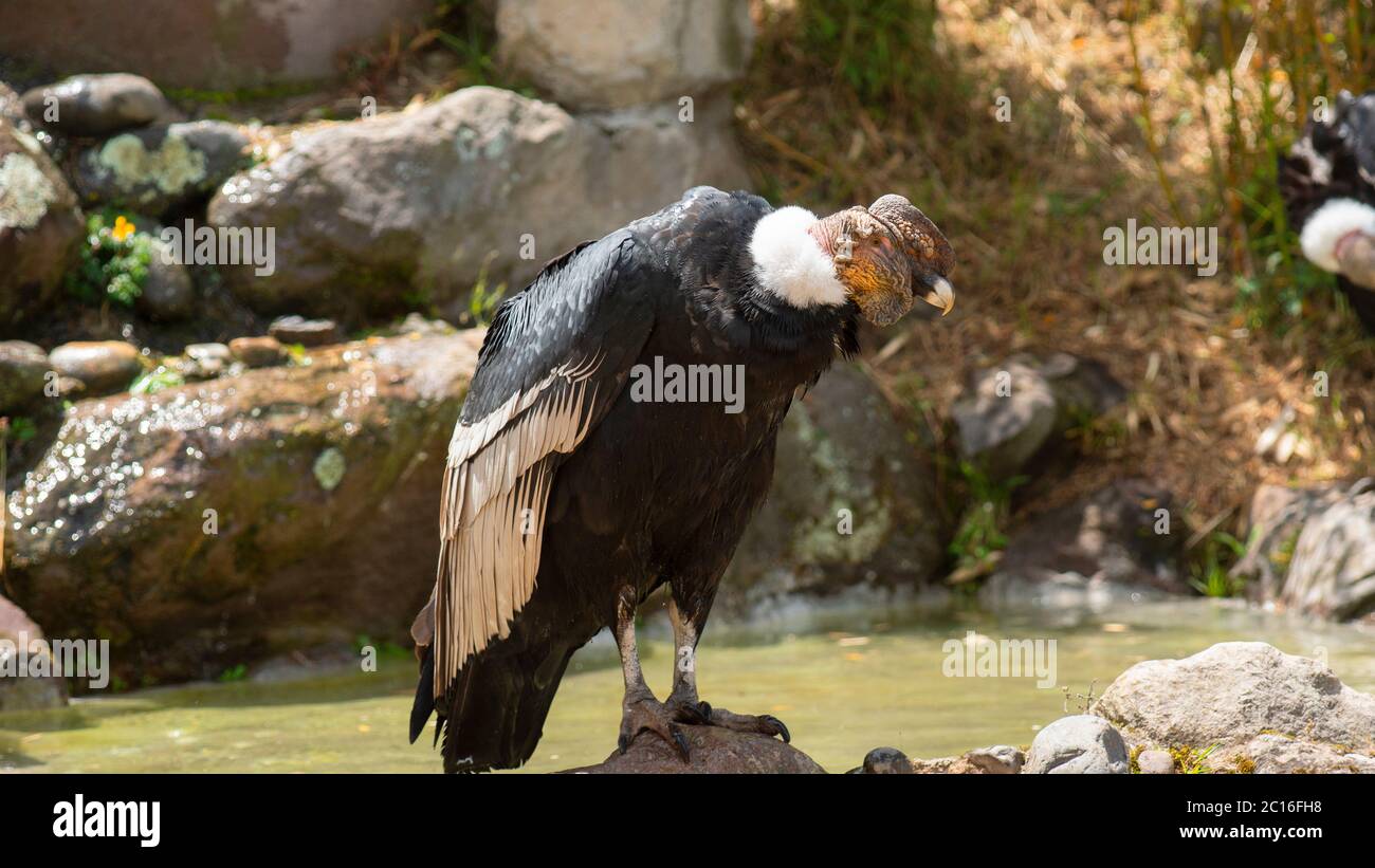 Condor andin vu en profil debout sur une pierre avec fond de plantes vertes et de pierres. Nom scientifique: Vultur gryphus Banque D'Images