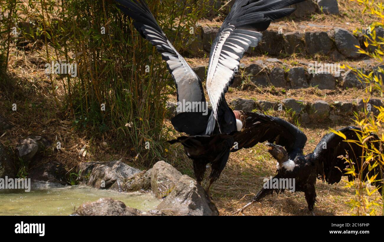 Paire de Condor andin mâles et femelles luttant avec des ailes étirées dans un champ avec des plantes vertes et des pierres. Nom scientifique: Vultur gryphus Banque D'Images