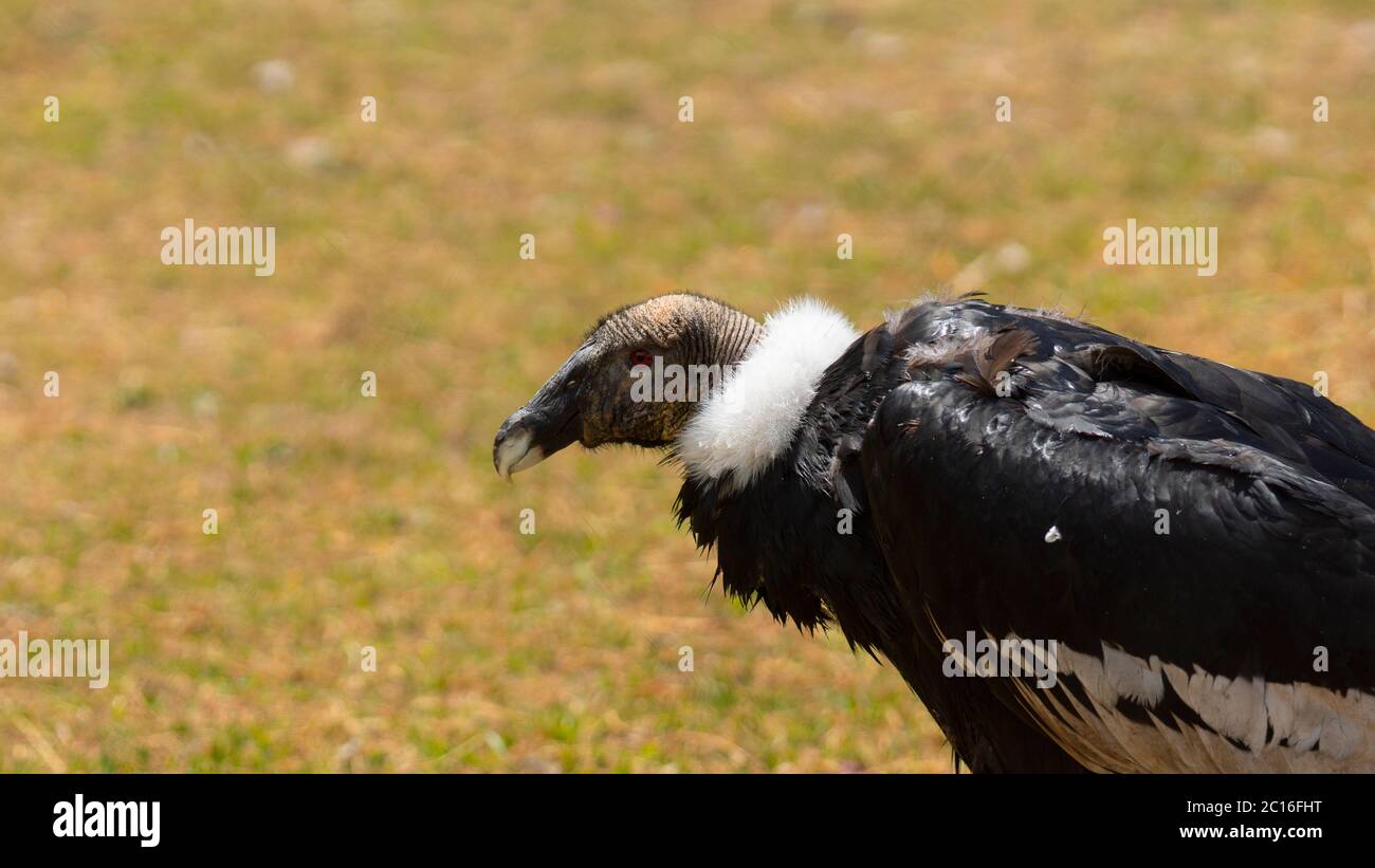 Approche de la tête d'une femelle condor andin vu en profil avec le fond des plantes hors foyer. Nom scientifique: Vultur gryphus Banque D'Images