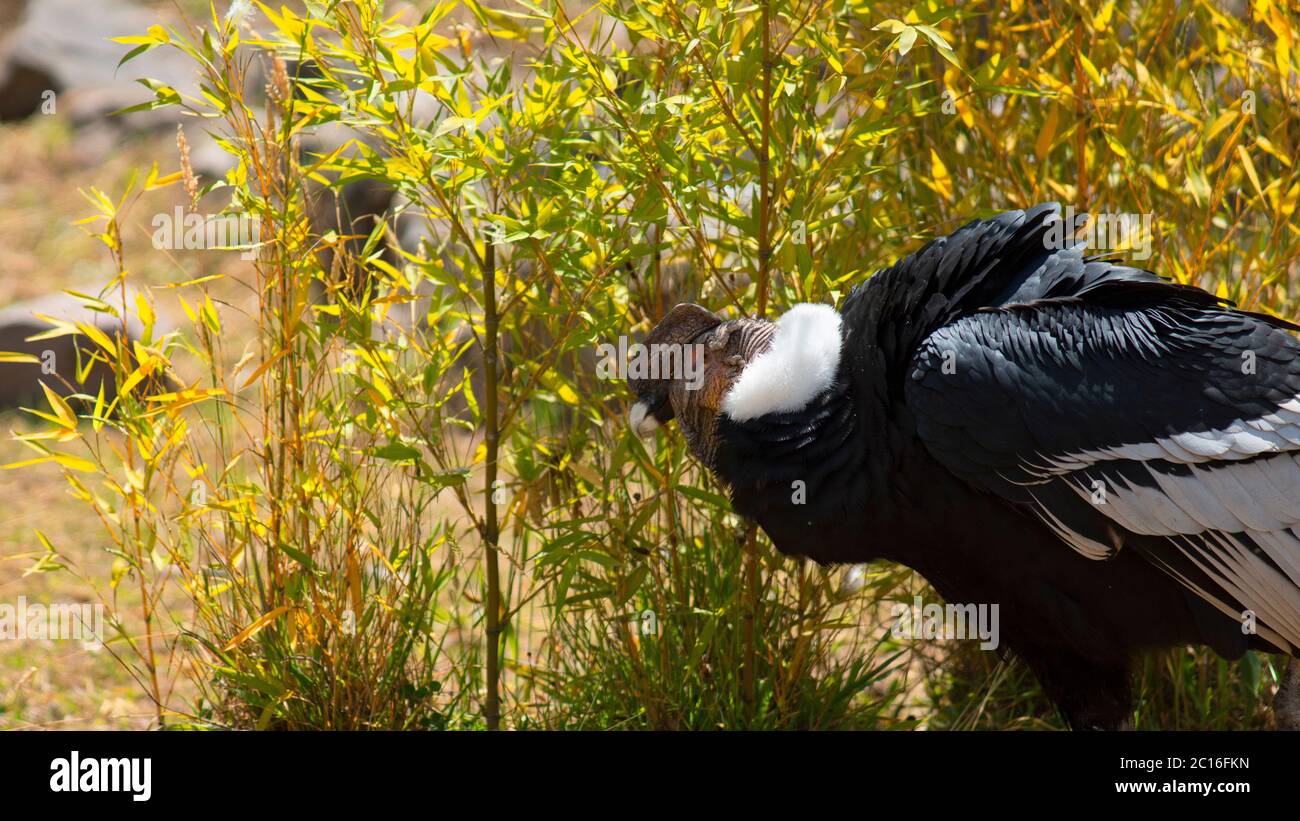 Condor andin vu dans le profil de marche avec des plantes vertes fond. Nom scientifique: Vultur gryphus Banque D'Images