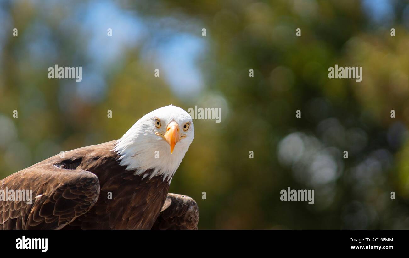 Approche d'un aigle à tête blanche debout face à la caméra avec un arrière-plan d'arbres non focalisés. Nom scientifique: Haliaeetus leucocephalus Banque D'Images
