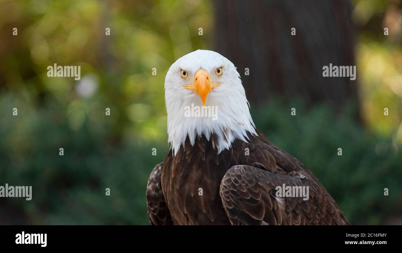 Approche de la tête d'un aigle à tête blanche vue de l'avant vers la caméra avec arrière-plan d'arbres non focalisés. Nom scientifique: Haliaeetus leuco Banque D'Images