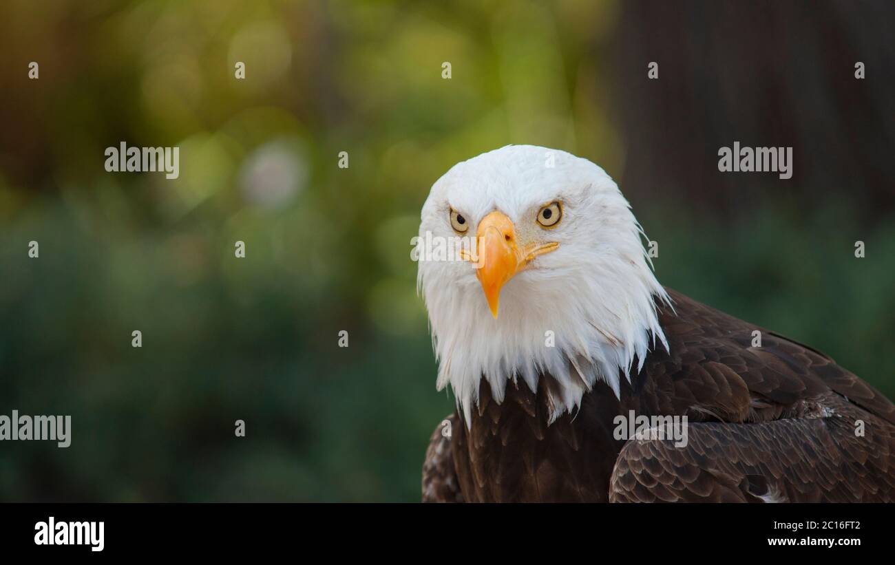 Approche de la tête d'un aigle à tête blanche vue de l'avant vers la caméra avec arrière-plan d'arbres non focalisés. Nom scientifique: Haliaeetus leuco Banque D'Images