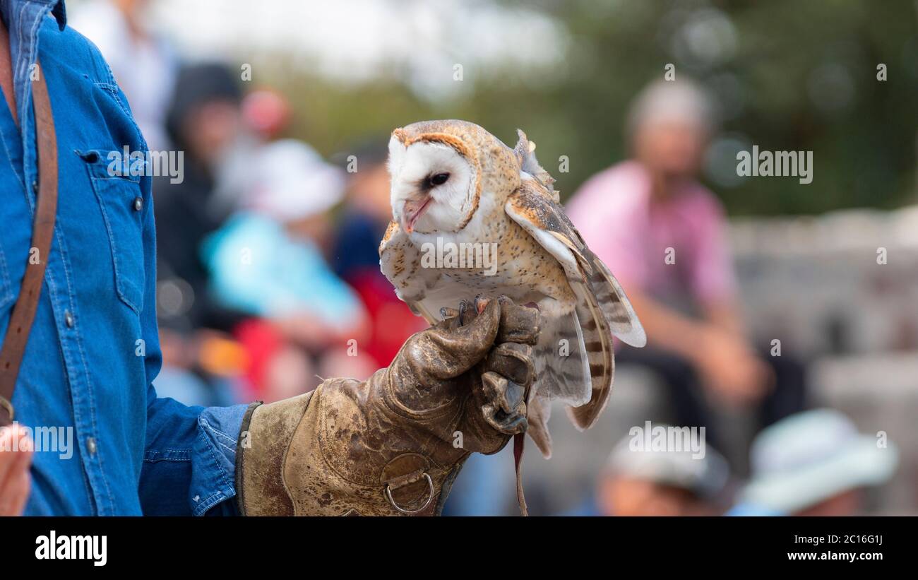 Curyloma, Imbabura / Equateur - janvier 27 2019: Barn Owl manger debout sur une main gantée en cuir d'un entraîneur de fauconnerie. Nom scientifique: Tyto alba Banque D'Images