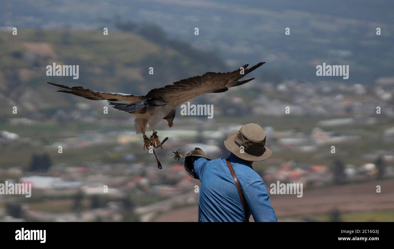 Curyloma, Imbabura / Equateur - janvier 27 2019: Un entraîneur de fauconnerie se lance pour voler un Buzzard-Eagle à tête noire avec un fond de ville défoqué. SCI Banque D'Images