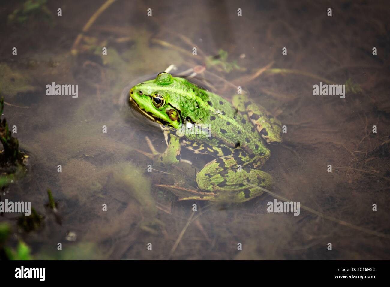 Grenouille d'eau ou grenouille verte également connue sous le nom de grenouille comestible. Grenouille dans l'eau gros plan macrophotographie. Banque D'Images