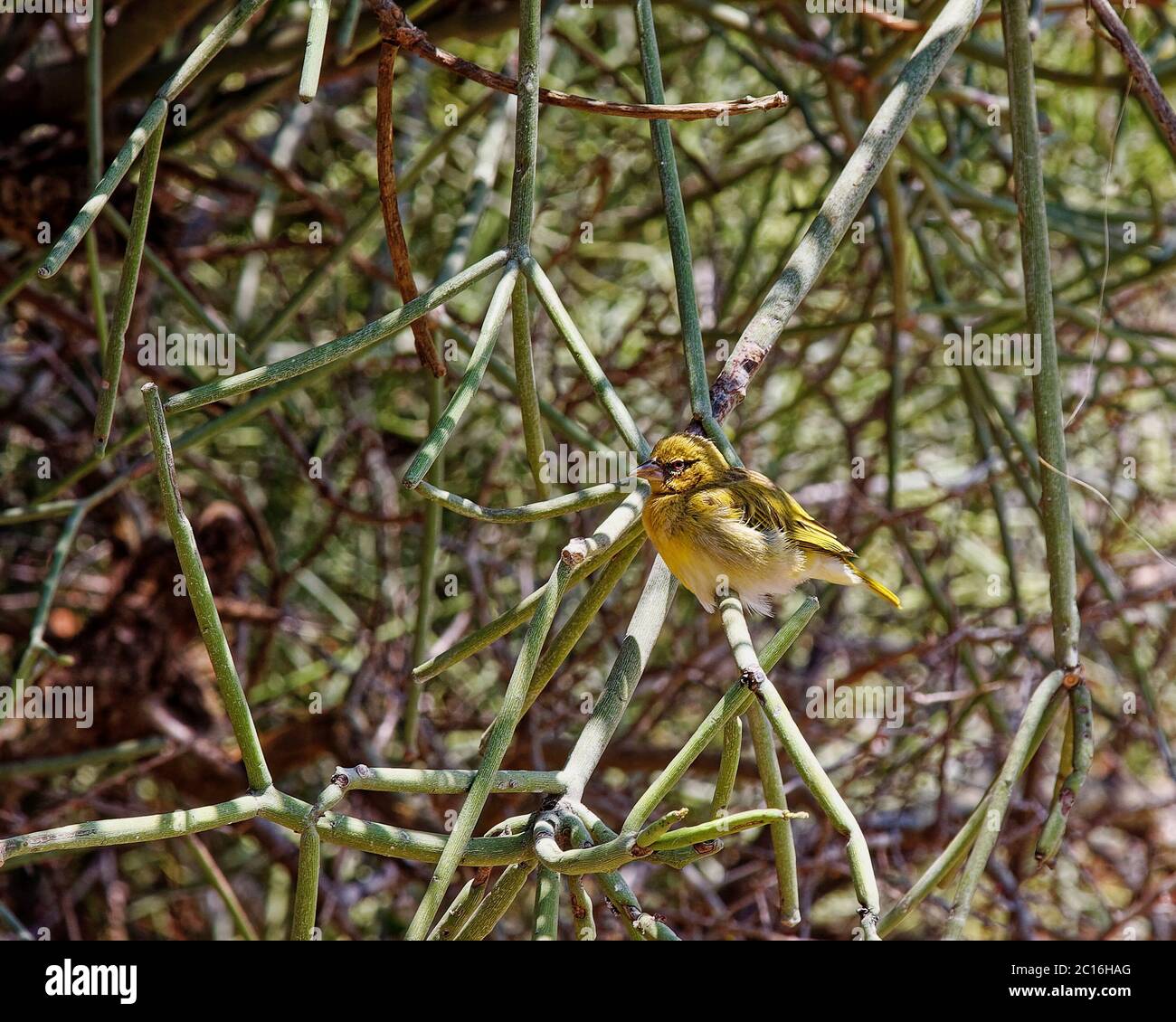 canari; famille finch; petit oiseau jaune; bec conique; yeux rouges; faune; animal; nature; assis dans l'arbre; soleil, ombre, gorge d'Oldupai; Olduvai; UNESCO Banque D'Images