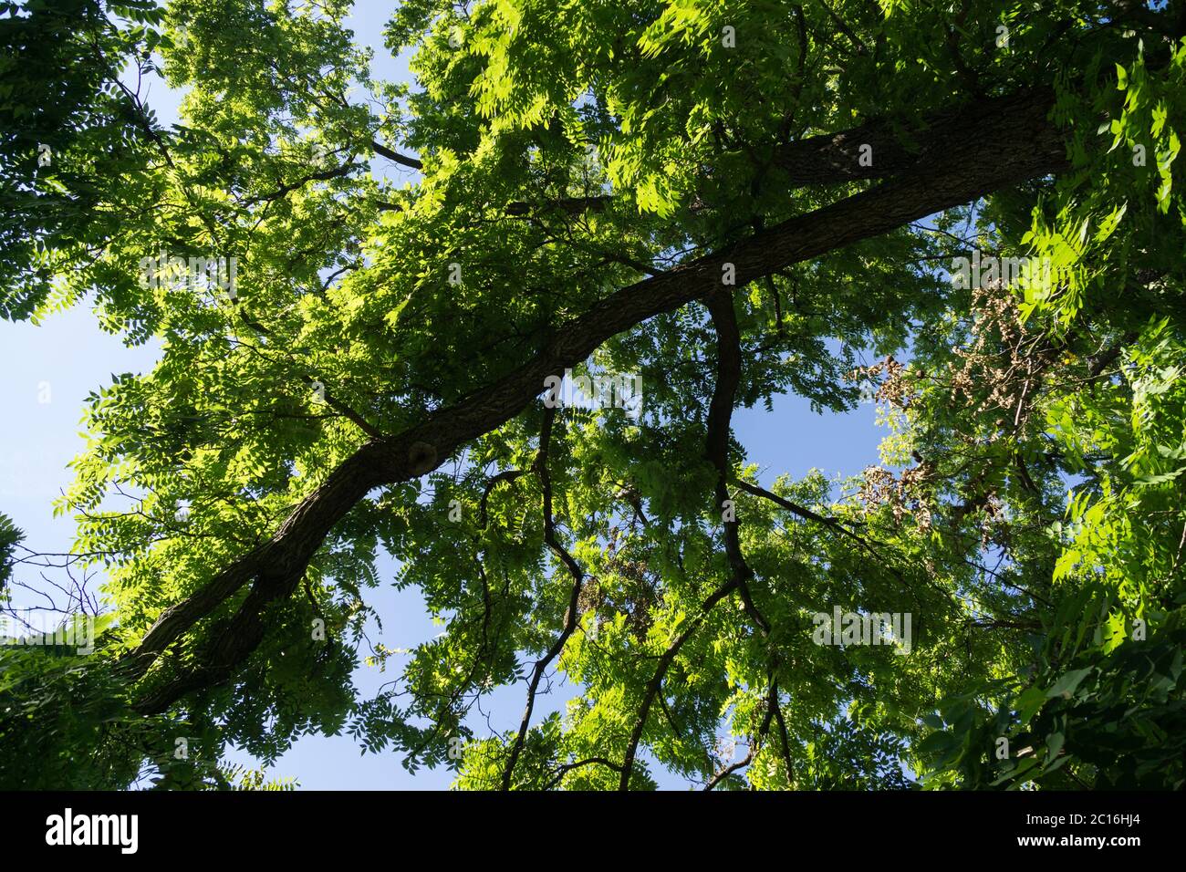 Écorce et feuilles de l'ancien arbre, frappé par la foudre. Banque D'Images