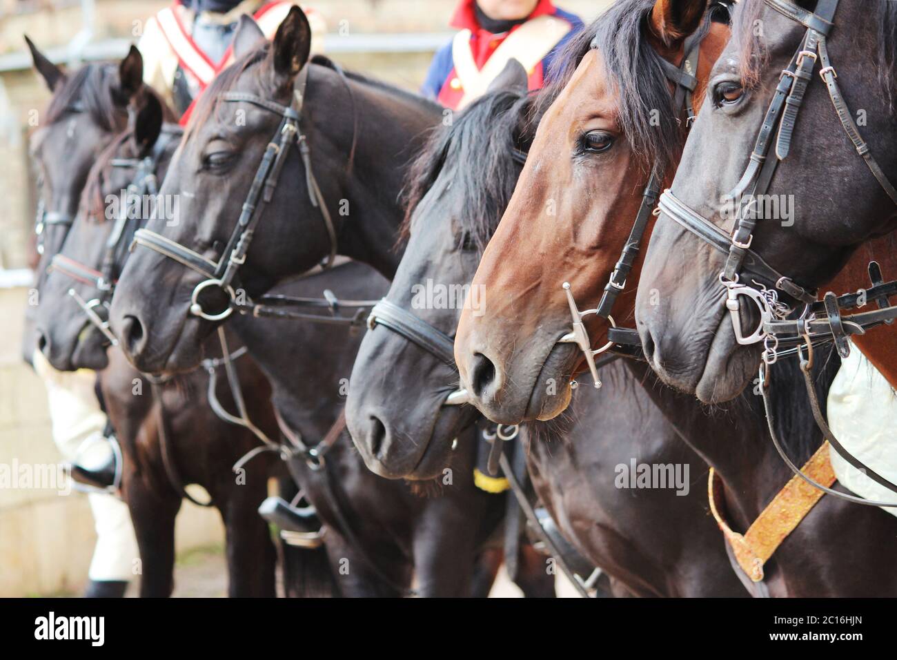 Plusieurs chevaux Equus caballus sur une performance à la City Day Gatchina Leningrad Region, Russie Banque D'Images