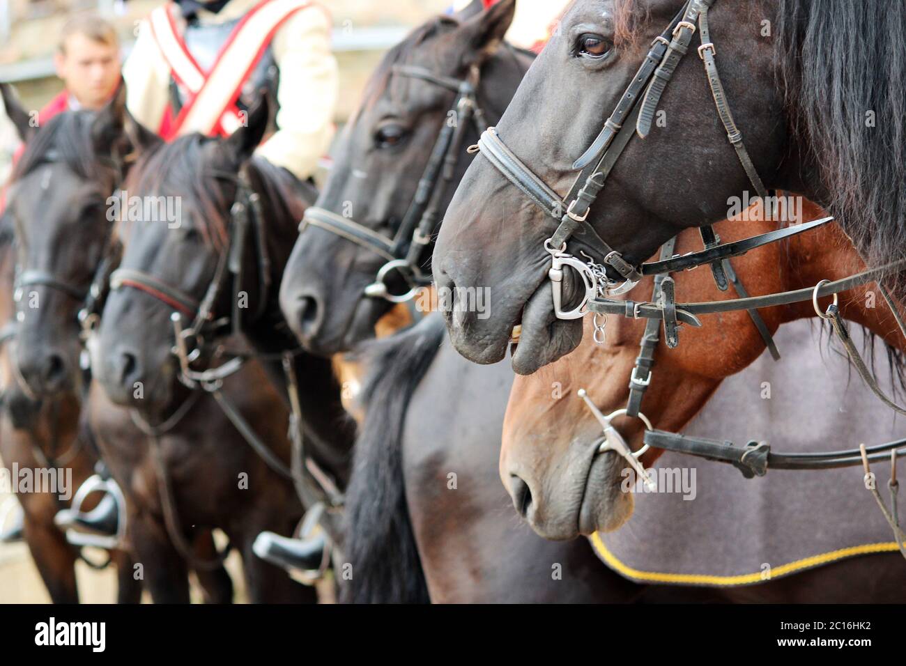 Plusieurs chevaux Equus caballus sur une performance à la City Day Gatchina Leningrad Region, Russie Banque D'Images