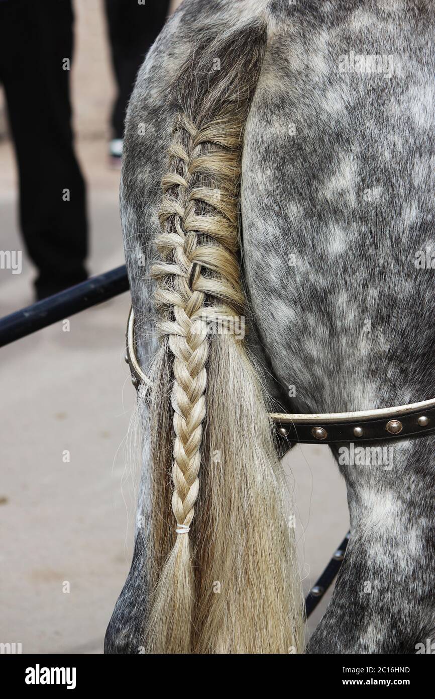 Tail braids Banque de photographies et d'images à haute résolution - Alamy