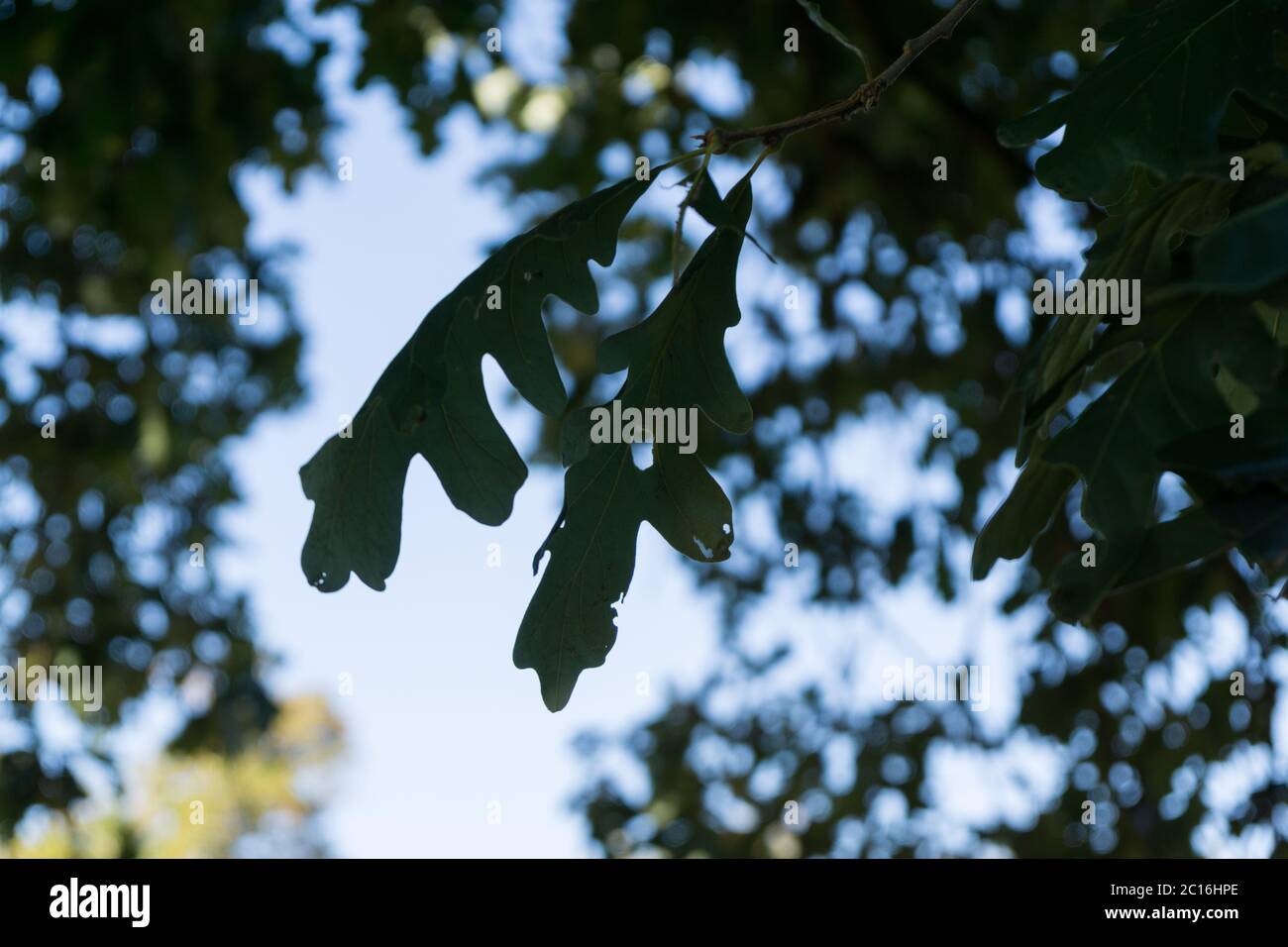 Écorce et feuilles de l'ancien arbre, frappé par la foudre. Banque D'Images