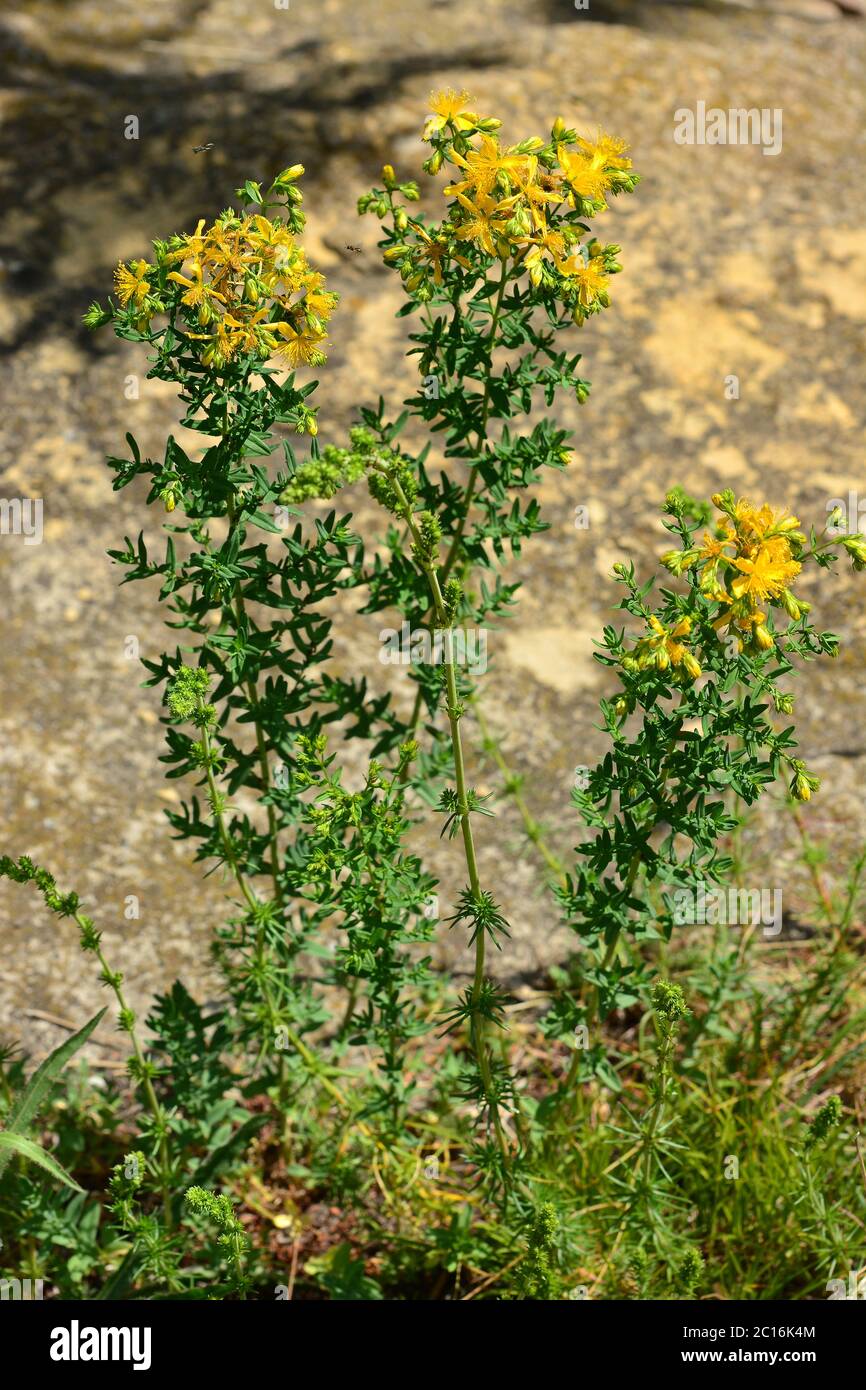 Millepertuis, millepertuis, Echtes Johanniskraut, Hypericum perforatum, közönséges orbáncfű, Hongrie, Magyarország, Europe Banque D'Images