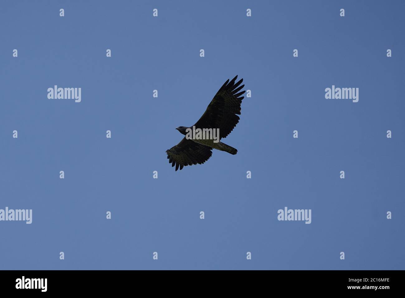 Aigle martial Polemaetus bellicosus Grande Afrique subsaharienne espèce de la sous-famille Aquillinae de l'aigle Ã queue Banque D'Images