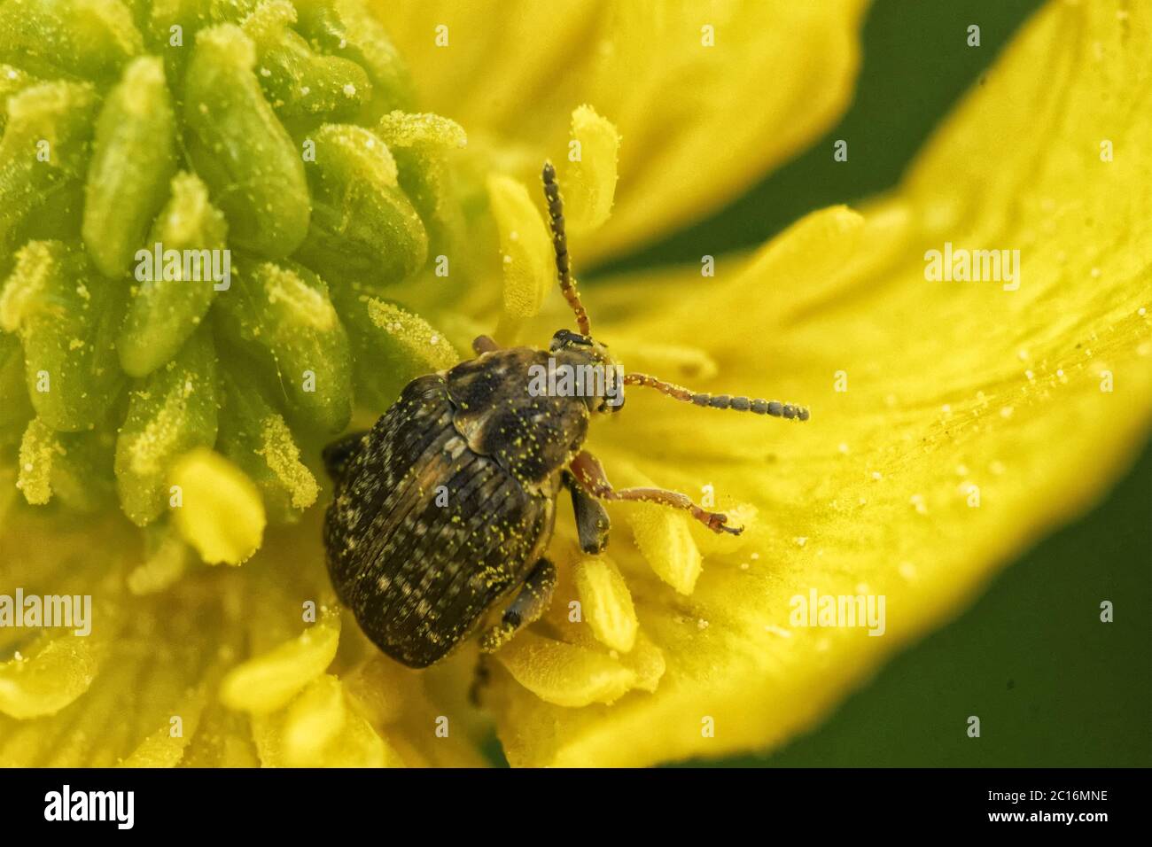 Petit coléoptère dans la fleur Banque D'Images