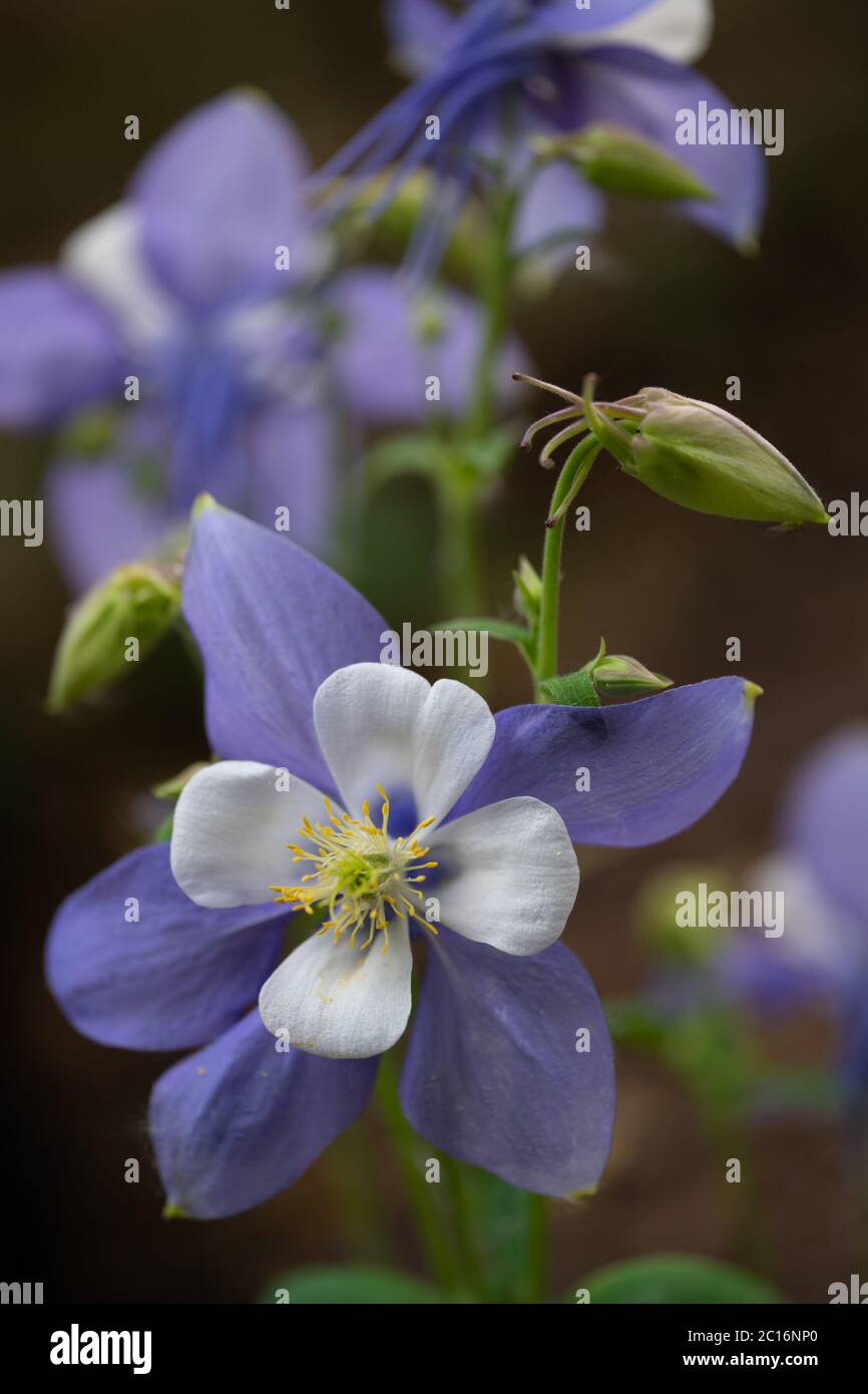 Aquilegia caerulea (Rocky Mountain Columbine) en gros plan Banque D'Images