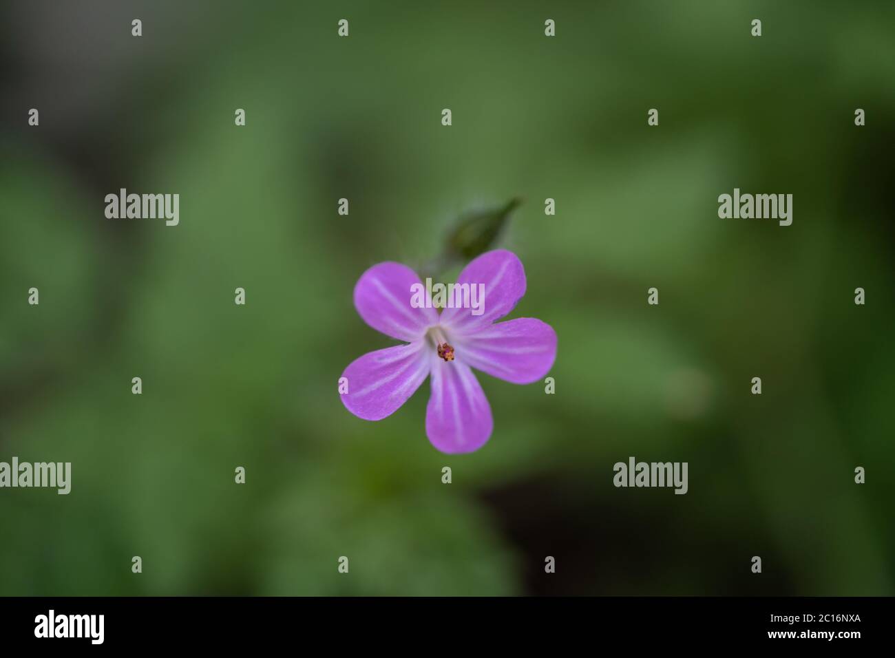 Herb Robert (Geranium robertianum), un géranium / cranesbill, Royaume-Uni Banque D'Images