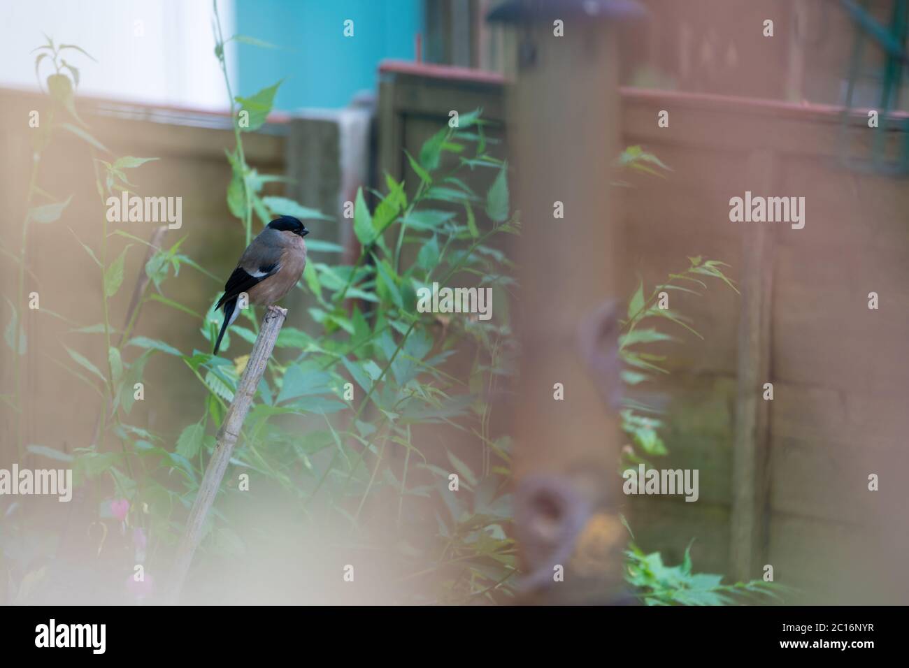 Bullfinch femelle (Pyrrhula pyrrhula) dans un jardin, Royaume-Uni Banque D'Images