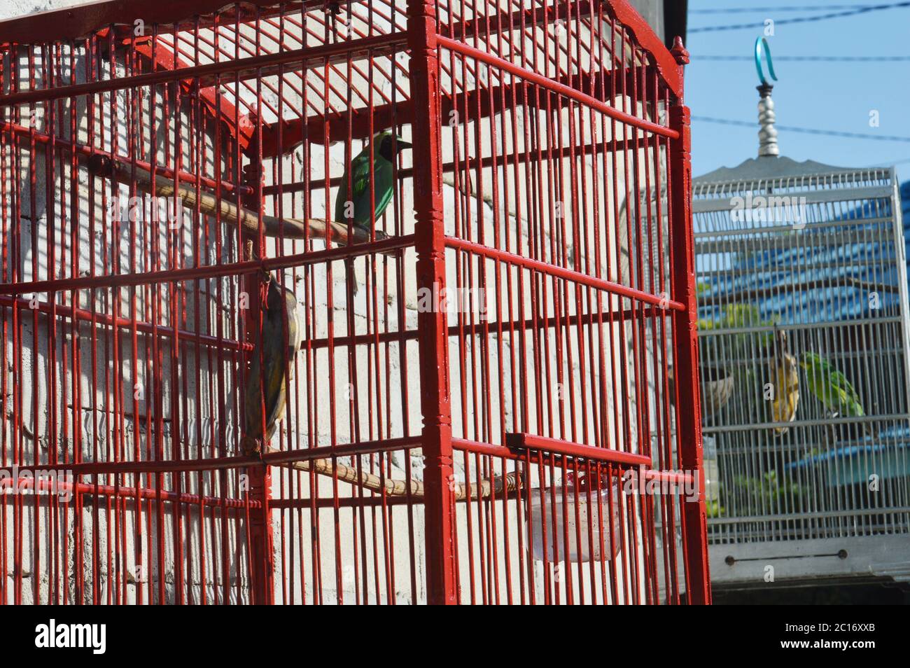 oiseau en cage Banque D'Images