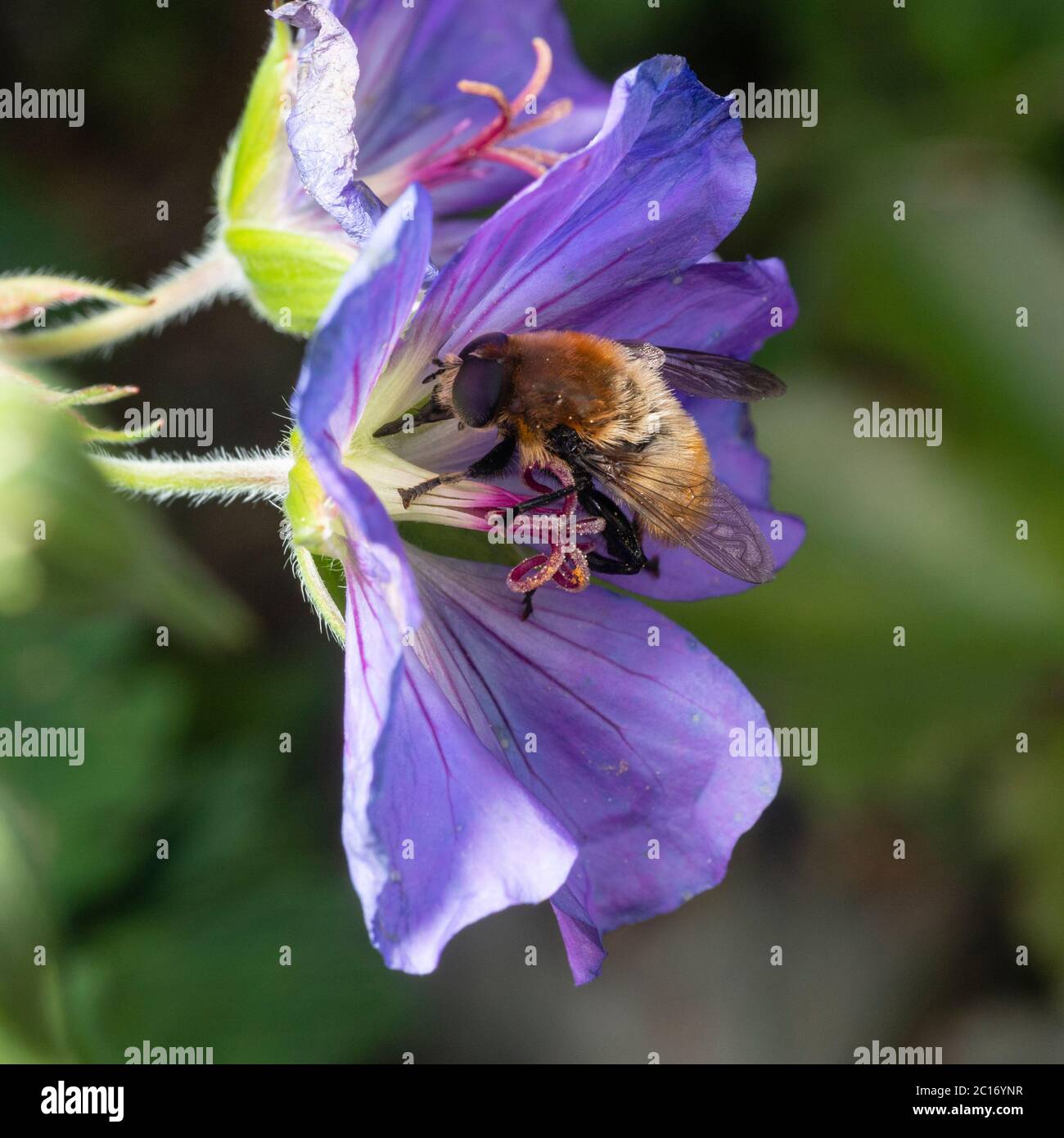 Des narcisses femelles adultes volent, Merodon equestris, une espèce d'aéroglisseur semblable à l'abeille se nourrissant sur le Geranium « Azure Rush » dans un jardin britannique Banque D'Images