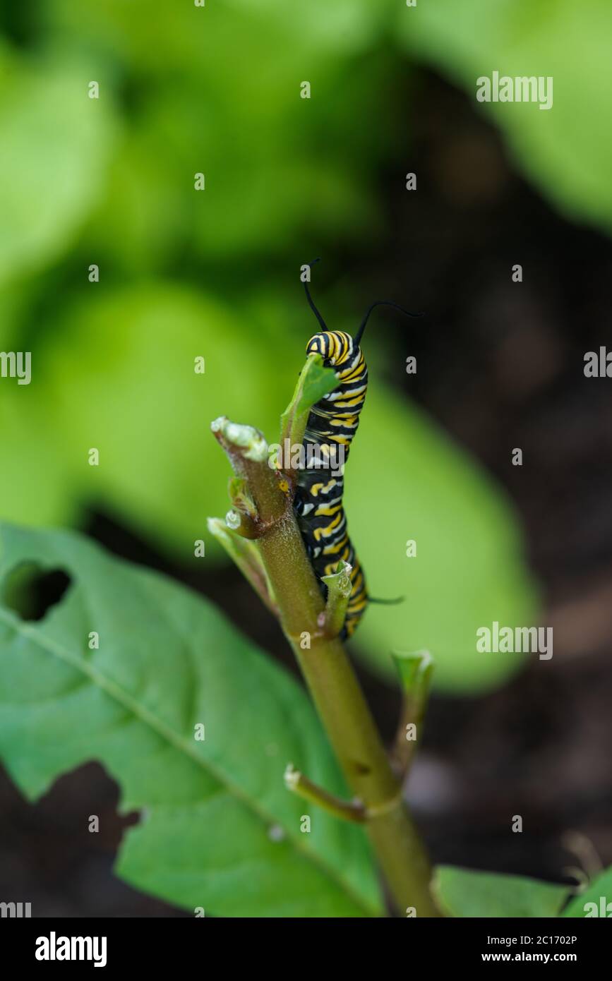 Monarque papillon Caterpillar manger l'usine de Milkweed Banque D'Images