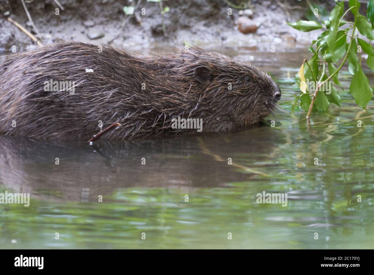 European Beaver eurasien Casting Fibre Portrait River Banque D'Images