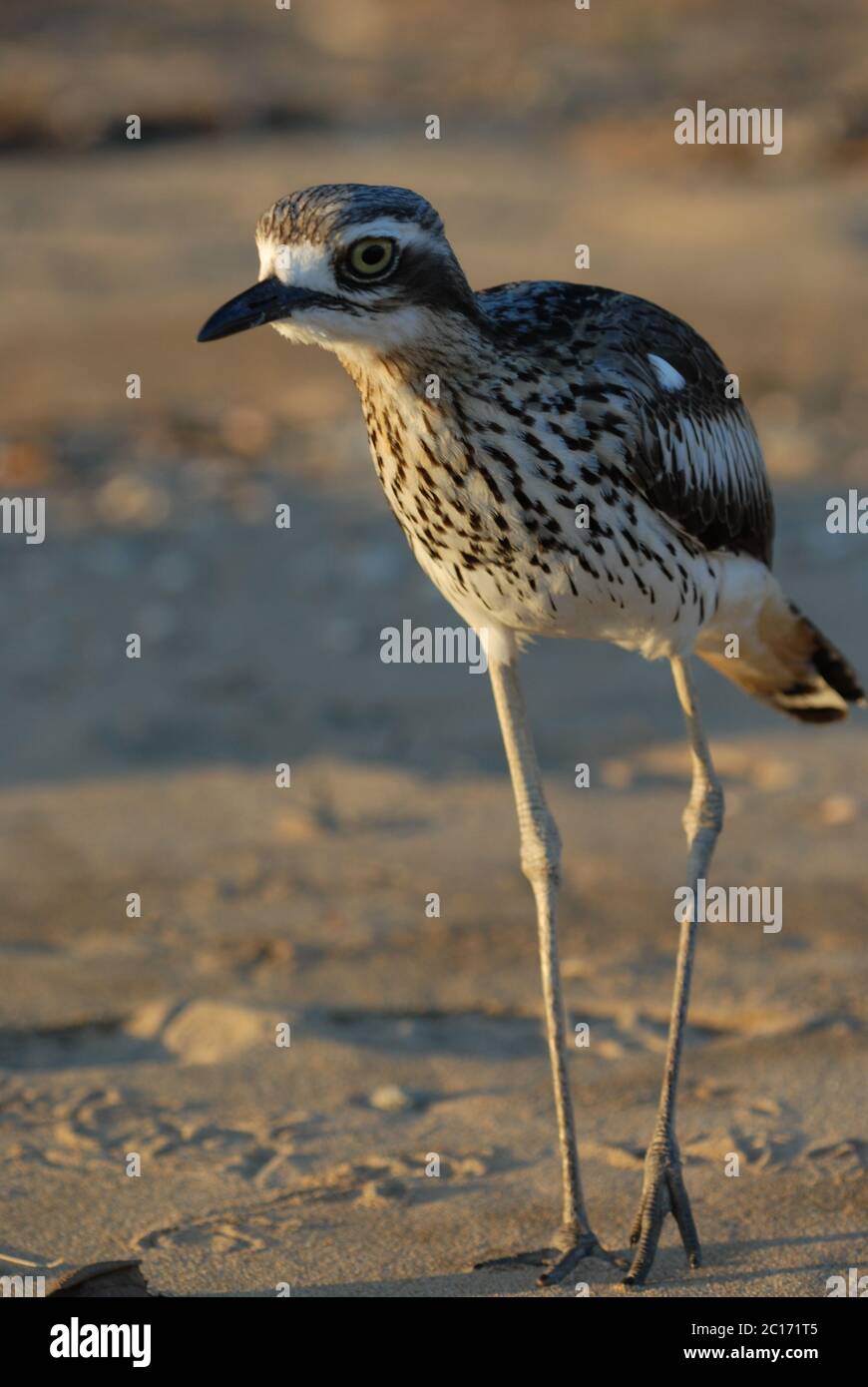 Bush Stone-Curlew, Burhinus grallaus, sur la plage de West point, Magnetic Island, Queensland, Australie Banque D'Images