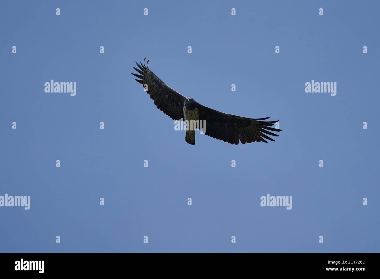 Aigle martial Polemaetus bellicosus Grande Afrique subsaharienne espèce de la sous-famille Aquillinae de l'aigle Ã queue Banque D'Images