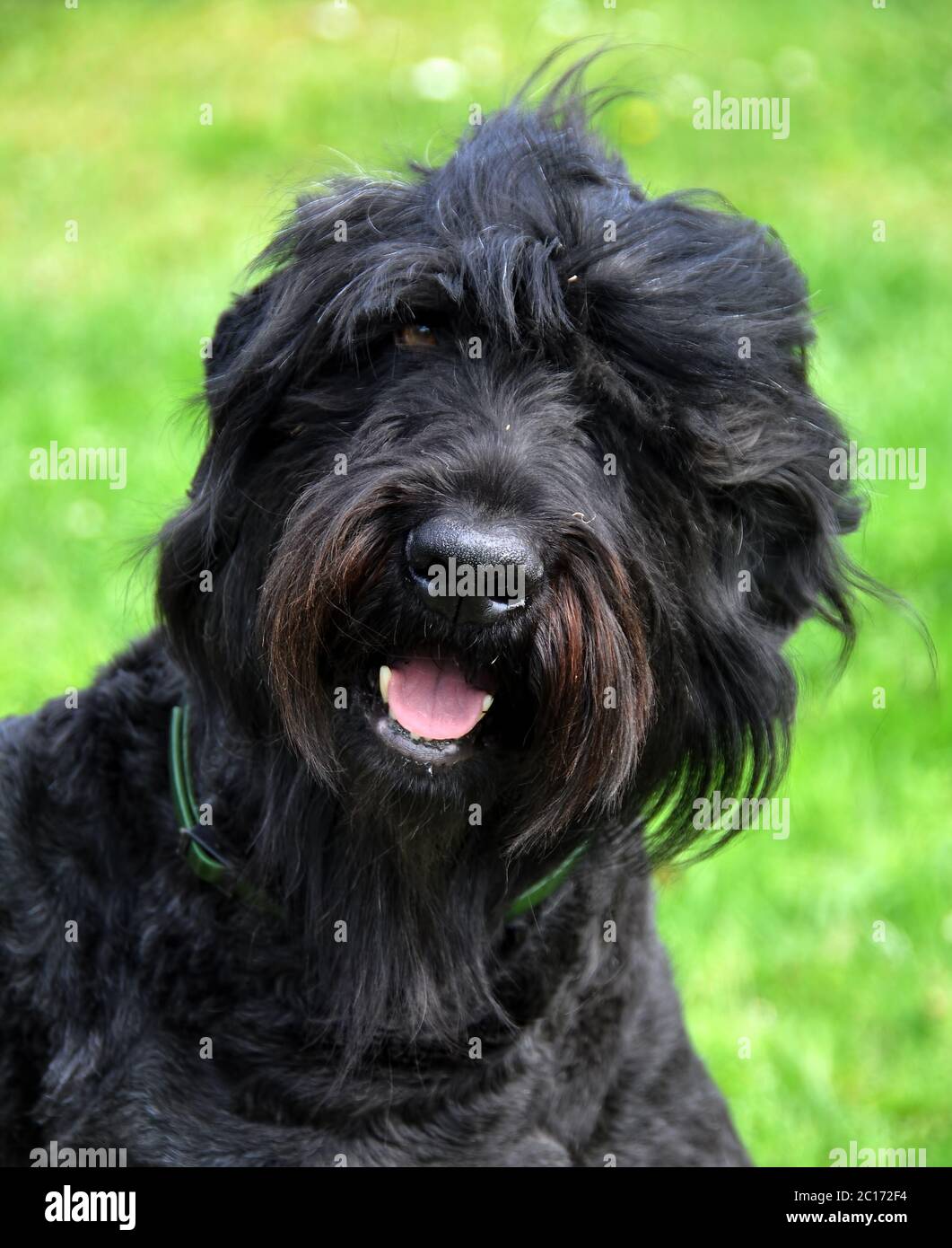 Chien Terrier russe noir en gros plan dans le jardin Banque D'Images