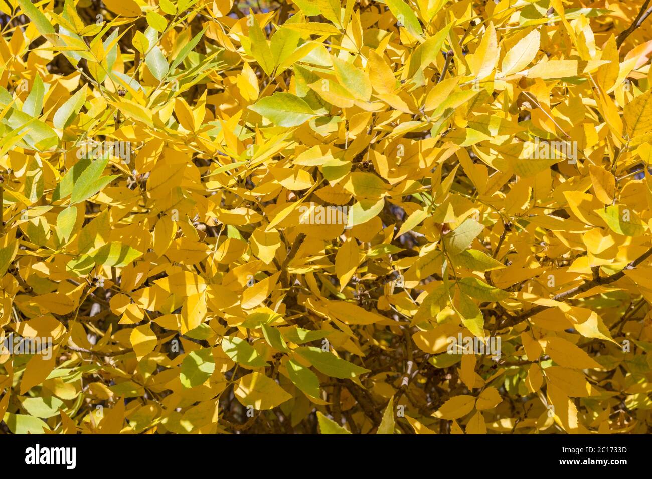 La texture de fond d'or jaune feuilles d'automne sur un arbre dans le soleil Banque D'Images