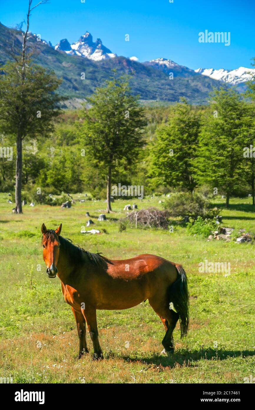 Cheval sur un pâturage vert Banque D'Images