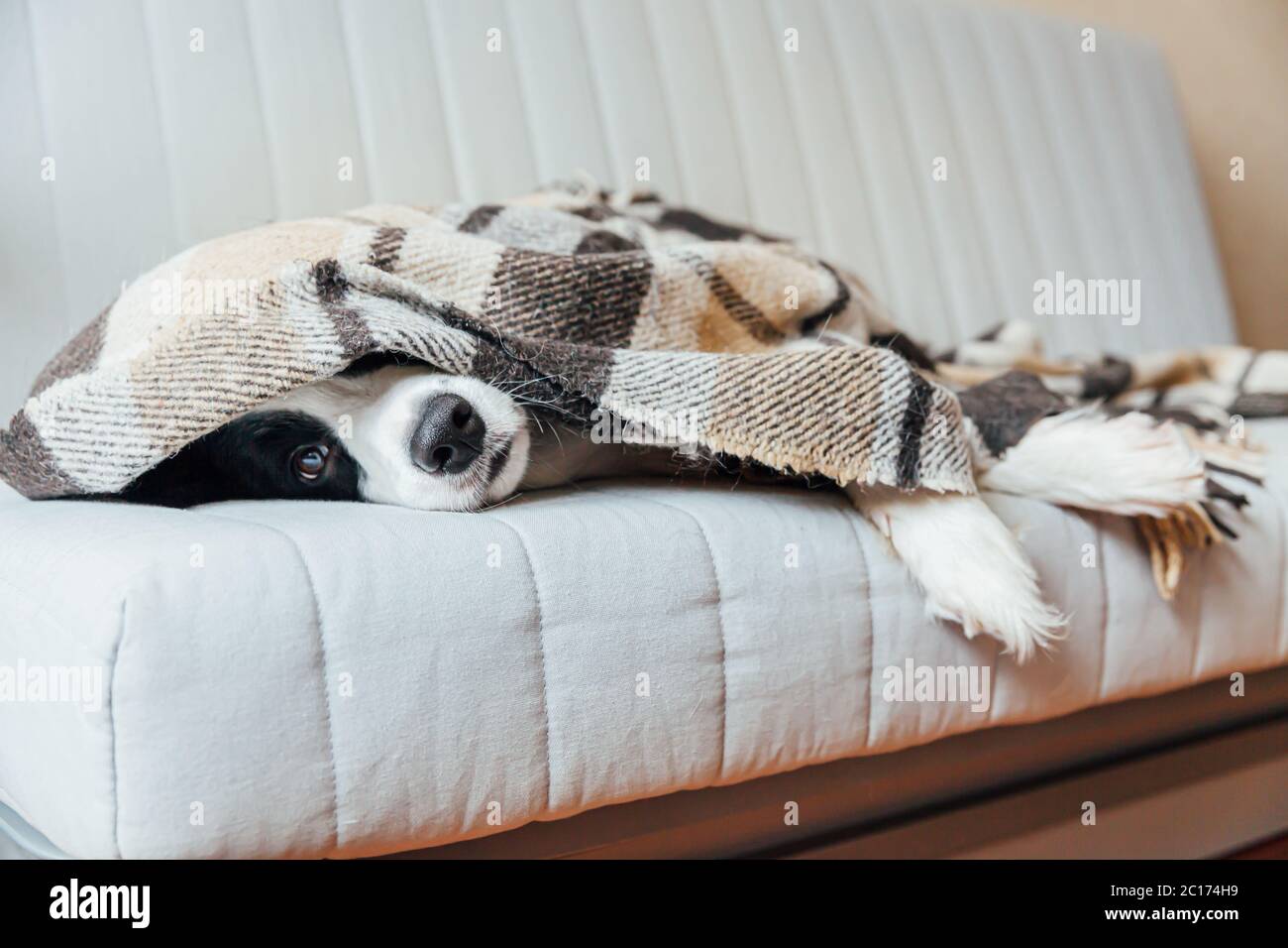 Bordure de chien drôle de chiot collie couché sur le canapé sous le tissu écossais à l'intérieur. Un adorable petit chien de famille à la maison se réchauffant sous une couverture en automne froid hiver temps. Concept de vie animale Banque D'Images