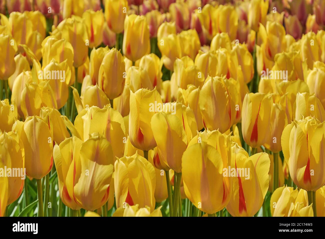 Lit de fleurs avec tulipes jaunes Banque D'Images