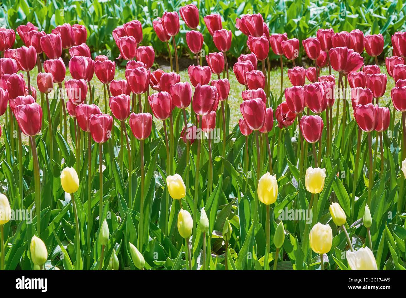 Tulipes fleur double Banque D'Images