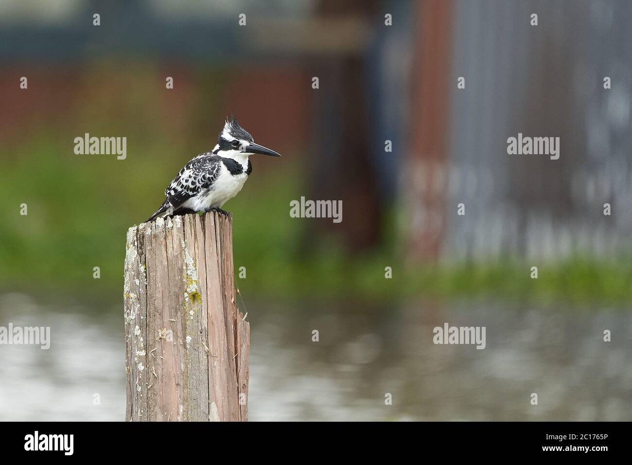 Pied kingfisher Ceryle rudis Portrait d'un chasseur de poissons d'eau Banque D'Images