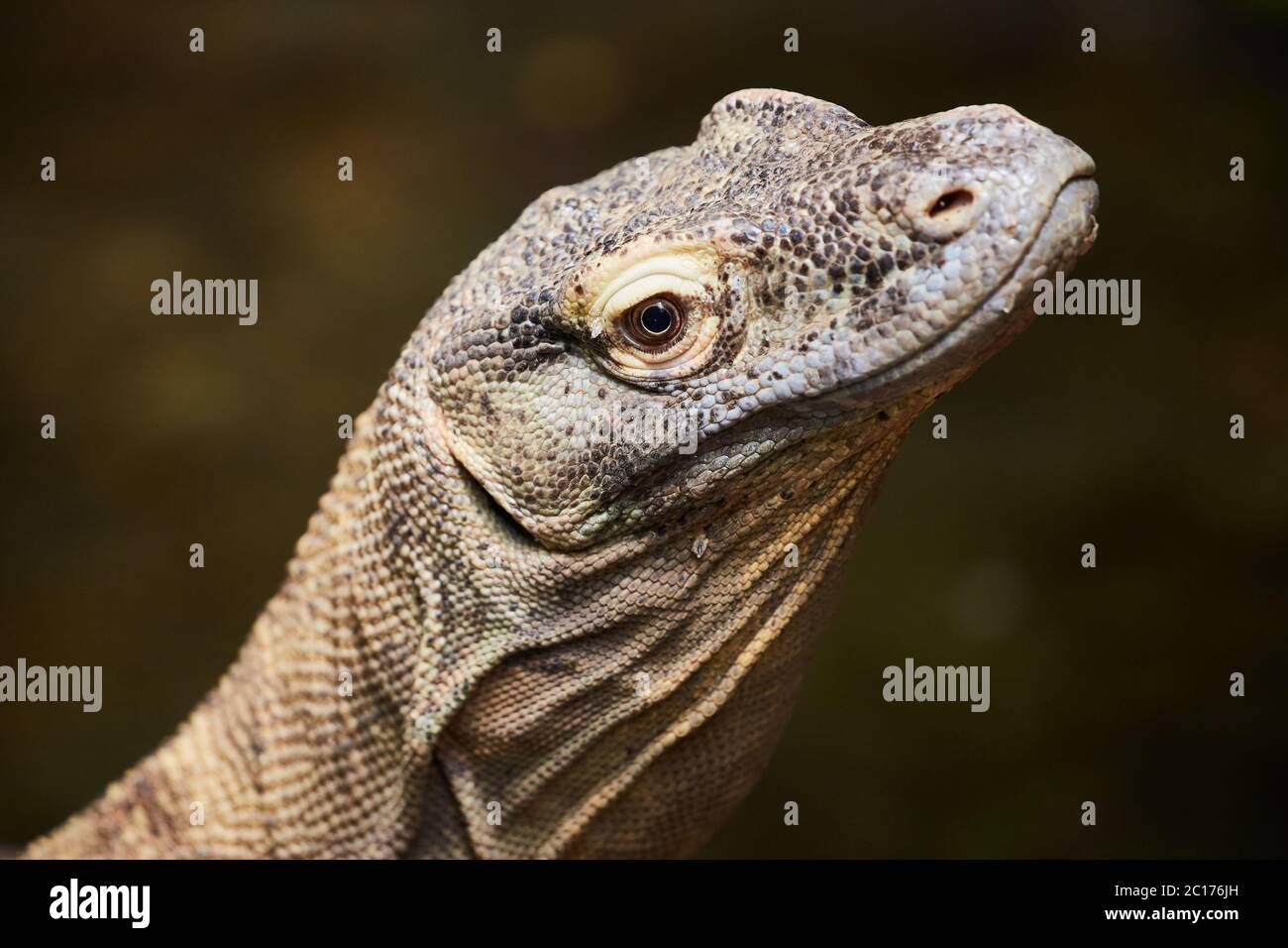 Dragon de Komodo Banque D'Images