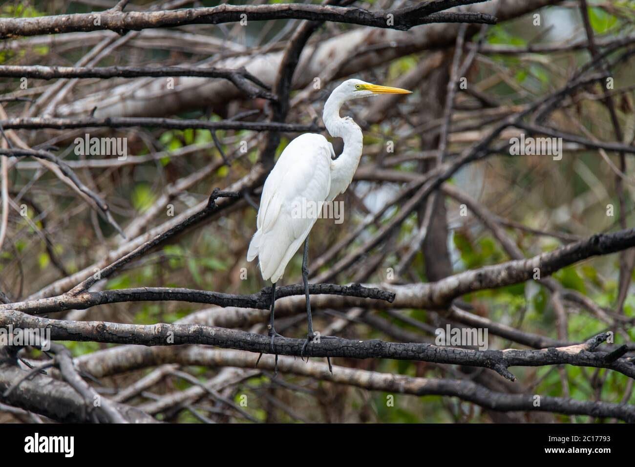 Grand Egret (Ardea alba egretta) dans l'Amazonie péruvienne Banque D'Images