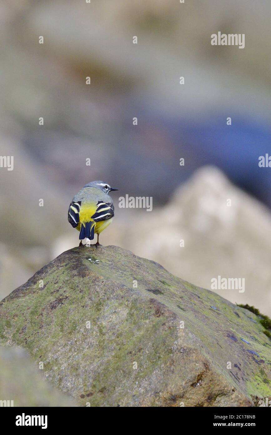 Bergeronnette des ruisseaux Banque D'Images