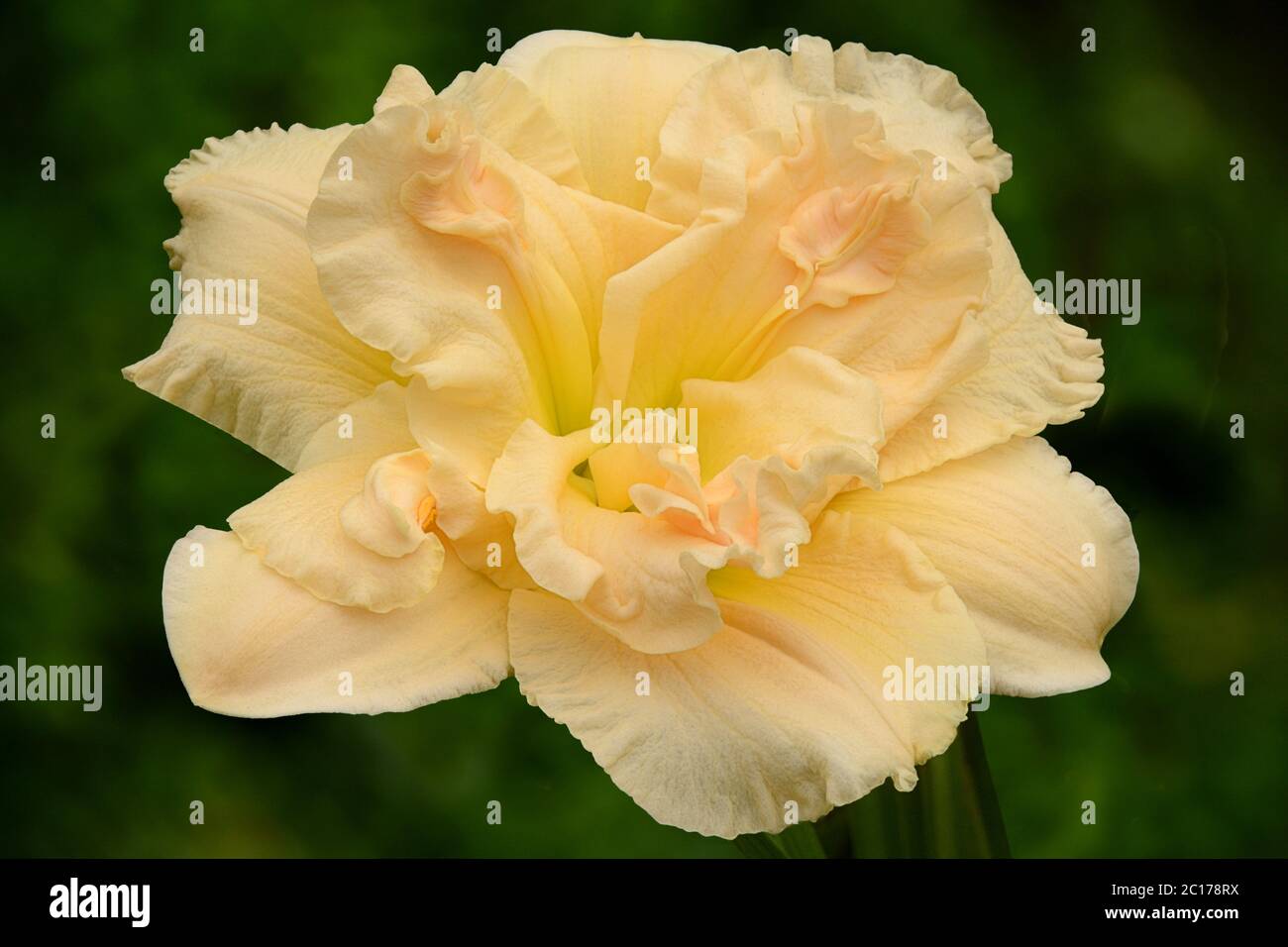 Gros plan de magnifiques fleurs de jaune crème et de rose pâle avec pétales à volants et gorge vert lime (Hemerocallis Schnicke Fritz). Banque D'Images