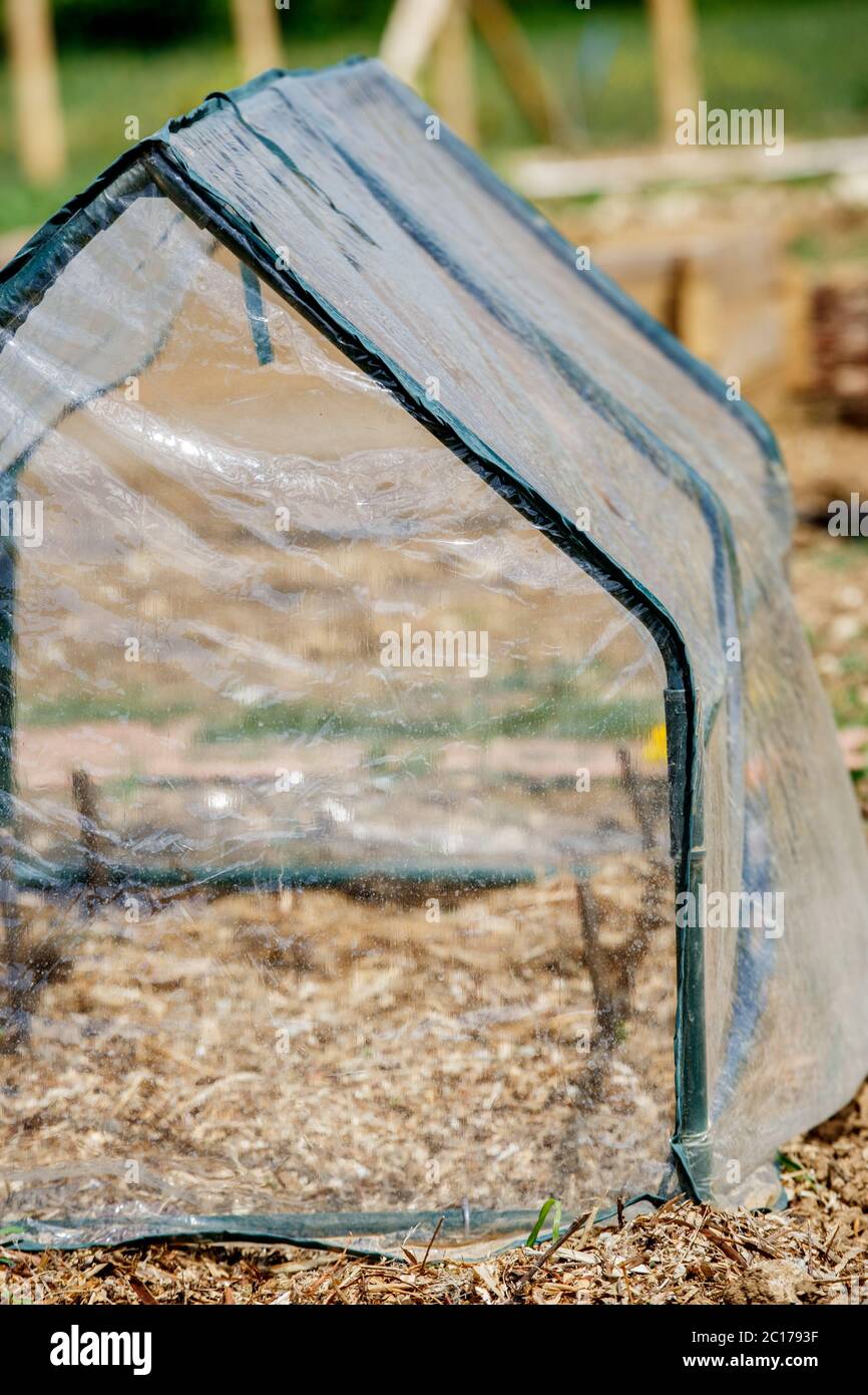 petite serre pour les semis de légumes dans le jardin de printemps Banque D'Images