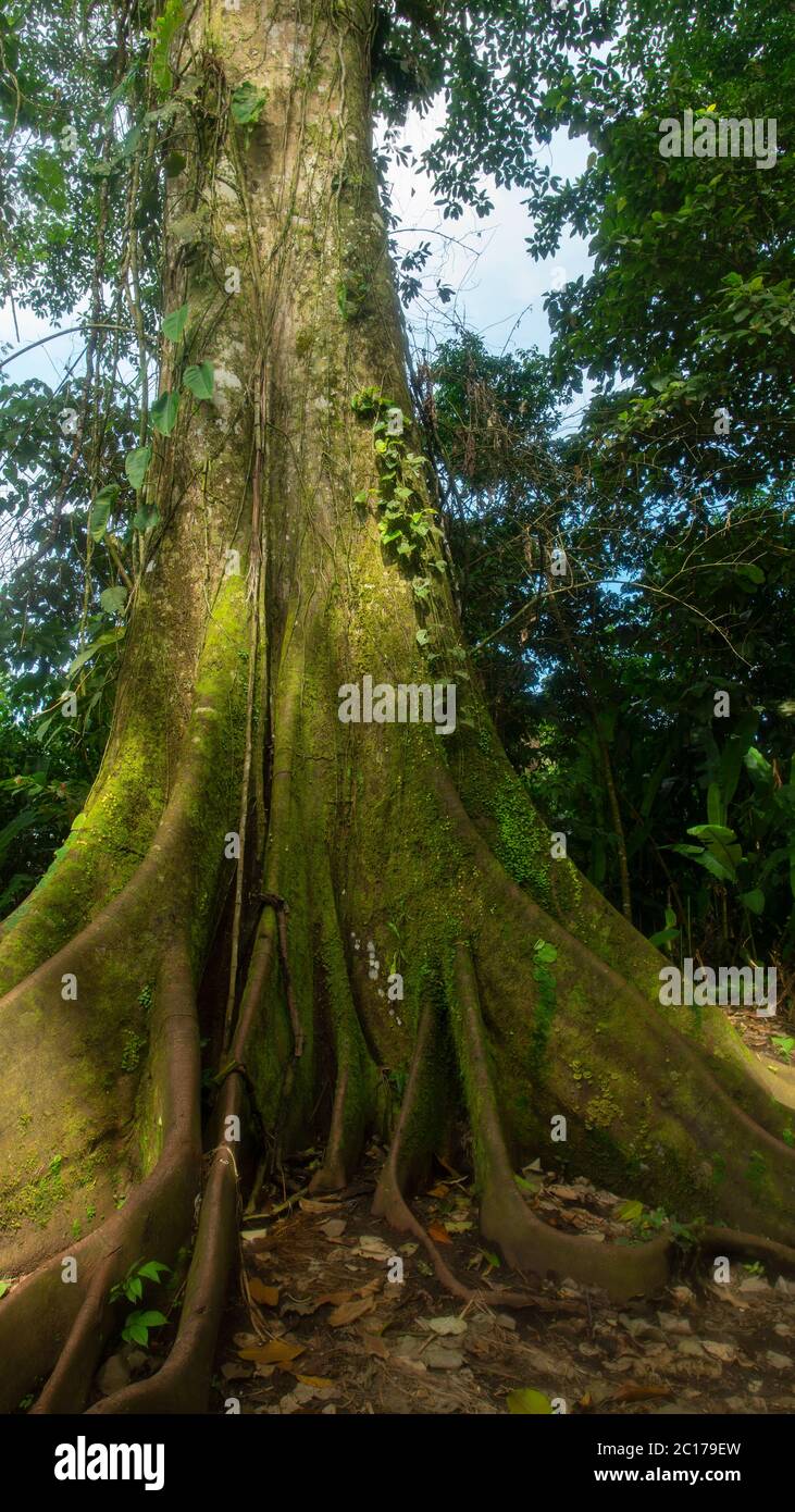 Approche d'un arbre géant centenaire de HIGUERON, au milieu de la forêt dans la région de l'Amazone équatorienne. Nom scientifique: Ficus maxima Banque D'Images