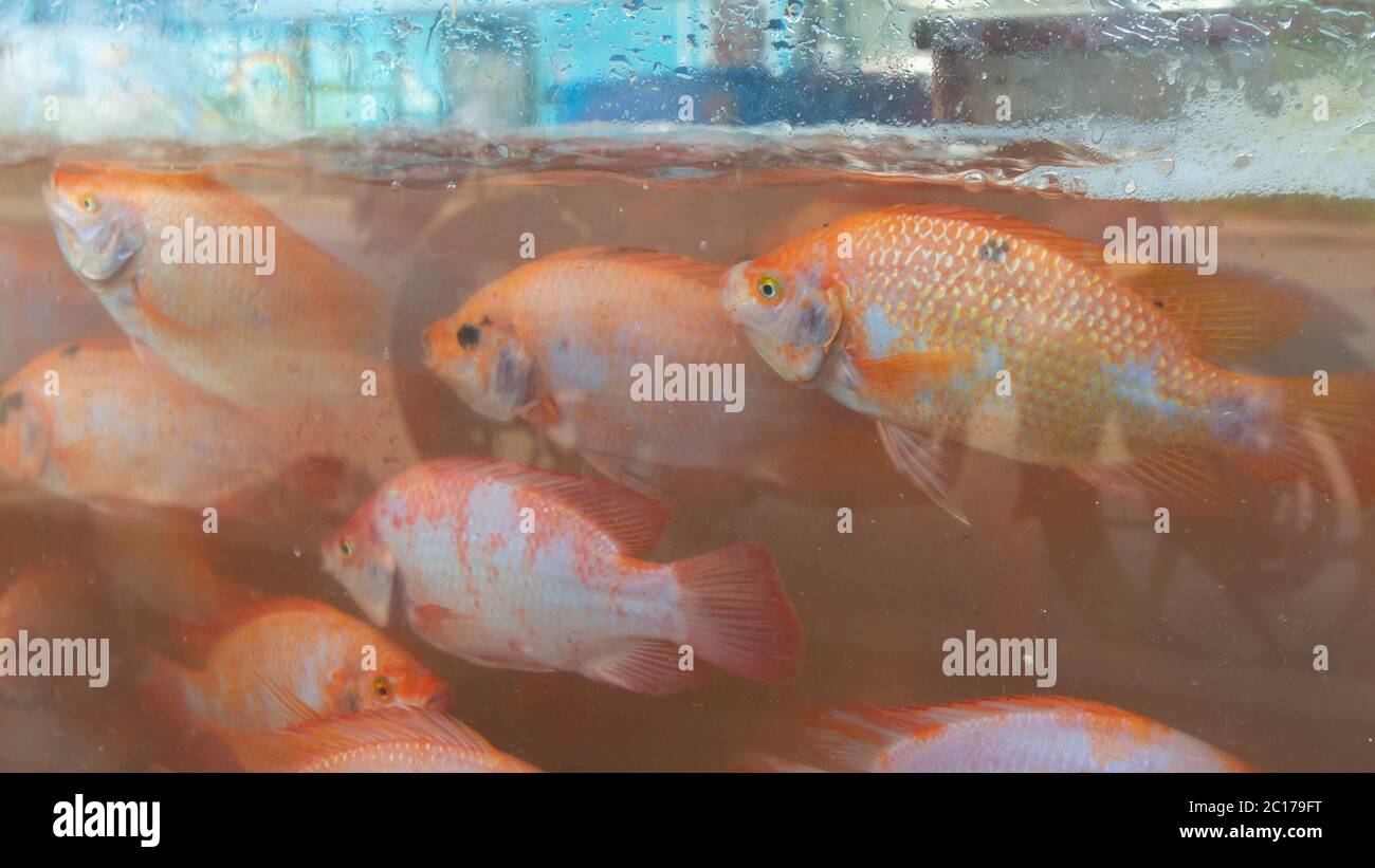 Stand vendant tilapia rouge vivant natation à l'intérieur d'un réservoir en verre plein d'eau. Nom scientifique: Oreochromis sp Banque D'Images