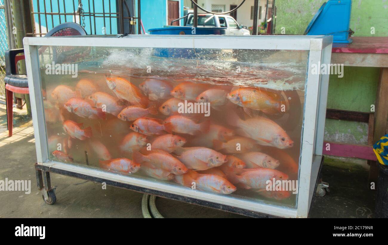 Stand vendant tilapia rouge vivant natation à l'intérieur d'un réservoir en verre plein d'eau. Nom scientifique: Oreochromis sp Banque D'Images