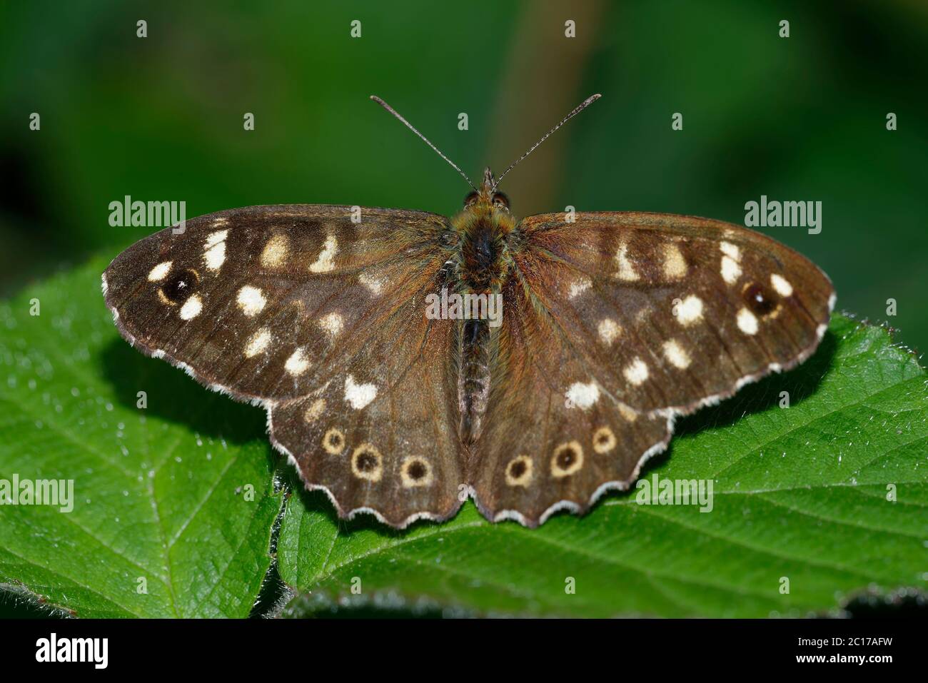 Papillon en bois moucheté - ailes de la Parage aegeria ouvertes sur la feuille Banque D'Images