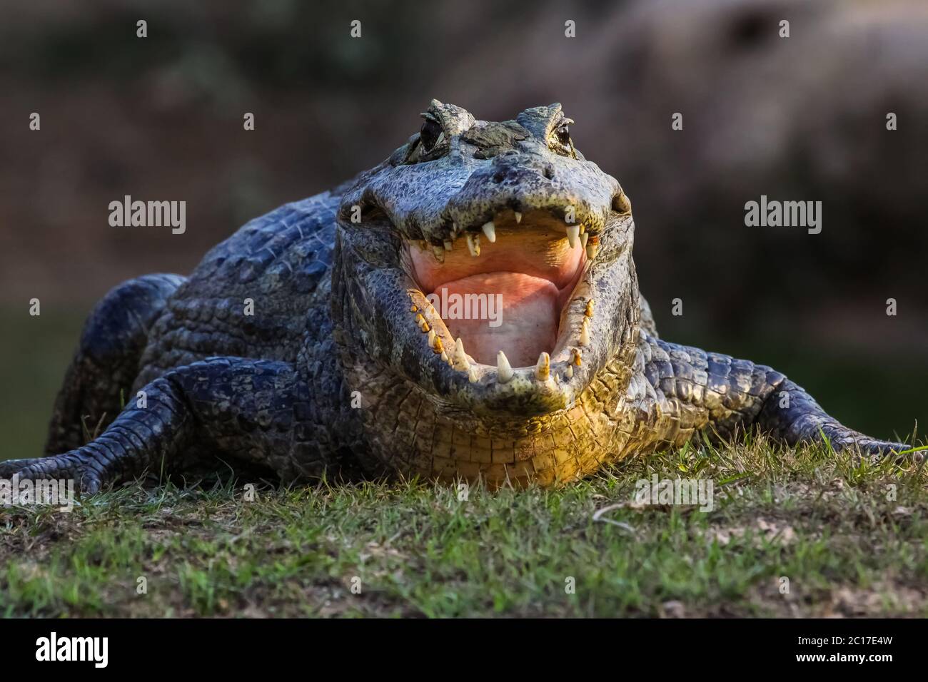 Caiman noir refroidissement avec la bouche ouverte, face, Pantanal, Brésil Banque D'Images